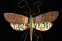 Repurposed metal and signage converted into insect art.