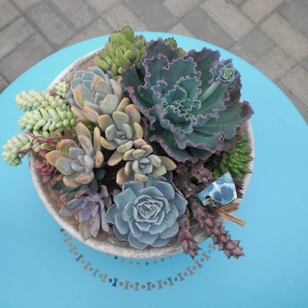 Aqua Succulents