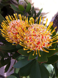 Leucospermum Species or Pin Cushion Protea